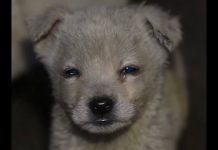 Corea del Sur: 2 millones de animales al año en miles de granjas de carne de perro