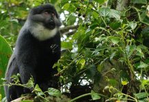 Camerún autoriza a arrasar con el bosque de Ebo Primate en bosque de Ebo en Camerún