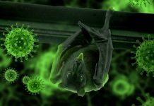 Encontrando pistas en los murciélagos para tratar la Covid-19 Murciélago boca abajo en viga con coronavirus