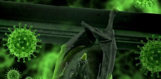 Encontrando pistas en los murciélagos para tratar la Covid-19 Murciélago boca abajo en viga con coronavirus