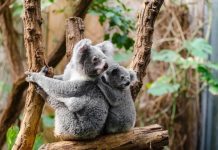 Los koalas se extinguirán en 2050 si no hay una «intervención urgente» Koalas sobre rama de árbol