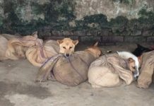 El fin del comercio de carne de perro en Nagaland salvará 30 mil animales al año perros en sacos