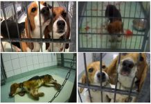 Siete de cada diez ciudadanos en la UE están en contra de los tests que usan animales