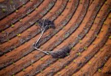Bosques arrasados para abastecer de biodiésel las gasolineras europeas