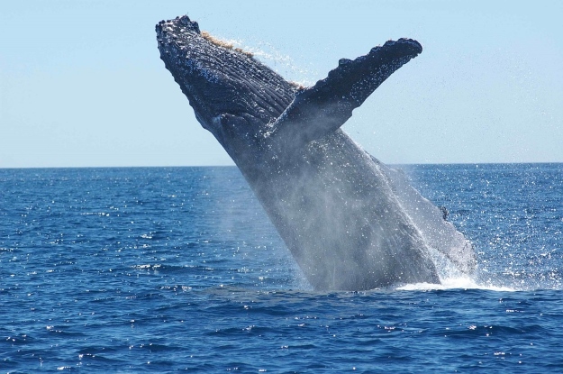 Ballena jorobada salta sobre la superficie
