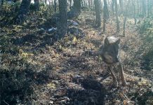 Vía libre a otra matanza de lobos en Cantabria