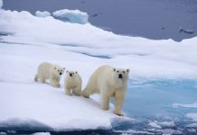 Cuenta atrás para el oso polar Tres osos polares