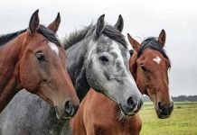 Prohíben por ley la matanza de caballos para carne en Grecia Primer plano de tres caballos