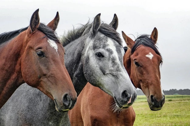 Primer plano de tres caballos