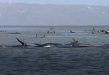 Docenas de ballenas muertas en un varamiento masivo en Australia