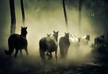 Nuevo estudio revoluciona lo que se creía sobre el origen de los caballos domésticos