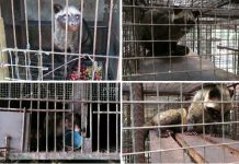 Kopi luwak: la tortura de civetas y la próxima pandemia Civetas enjauladas