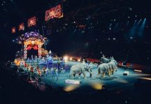 Castilla-La Mancha prohíbe los circos con animales salvajes Elefantes desfilan en pista de circo