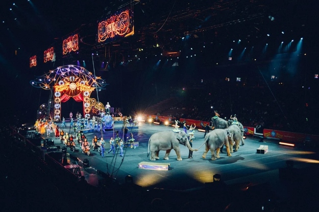 Elefantes desfilan en pista de circo