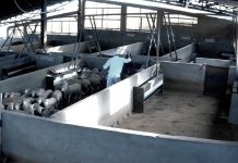 Denuncian violencia e irregularidades de bienestar e higiene en un matadero de Toledo