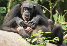 Los chimpancés pueden sufrir de por vida si quedan huérfanos antes de la edad adulta
