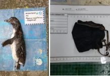 Pingüino muerto tras ingerir una mascarilla