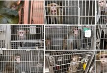 «Crueldad» y «desprecio» en el Centro de Investigación de Primates de Wisconsin