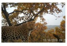 Sorpresa por la recuperación de la población del leopardo del norte de China