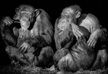 La edad hace más selectivos con sus amistades a los chimpancés