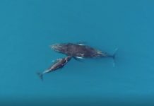 La contaminación acústica bloquea masivamente el contacto entre ballenas Ballena con su cría a vista de dron
