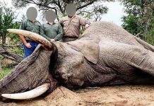Así ponen (ilegalmente) a un joven elefante a tiro de escopeta cazadores posan con elefante asesinado