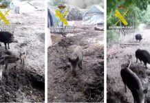 Descubren una granja ilegal que criaba animales salvajes para ser cazados