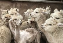 Alpacas