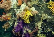 «El mundo que Darwin nunca vio»: 30 nuevas especies en las Galápagos
