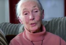 Jane Goodall, ejemplo de la importancia de la divulgación del mensaje ecologista y pacifista