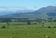 Nueva Zelanda introduce en el currículo escolar un plan contra el cambio climático Paisaje neozelandés con animales
