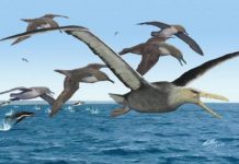 Aves de casi 7 metros de envergadura volaron sobre la Antártida