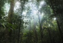 850.000 virus desconocidos que pueden asomar si no dejamos de explotar la naturaleza