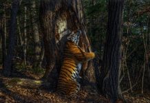 «El abrazo», espectacular premio Wildlife Photographer of the Year