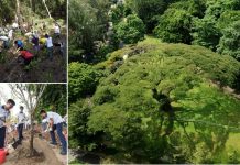 Singapur planea plantar un millón de árboles hasta 2030