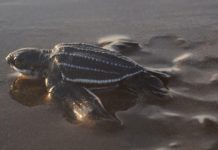 Tortuga laúd: la más grande y amenazada Tortuga laúd nadando