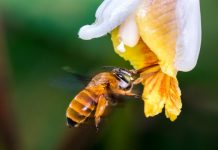 Primer mapa mundial de abejas