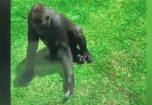 Gorila intenta que pájaro herido vuele de nuevo