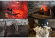 AnimaNaturalis denuncia granja en Cantabria