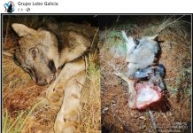 Lobezno reventado de un disparo a bocajarro en Cualedro