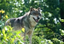 Objetivo: 350 manadas de lobo en 2030 lobo entre árboles