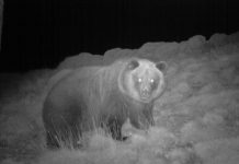 Investigan la muerte de la osa Sarousse por los disparos de un cazador Osa Sarousse en imagen nocturna