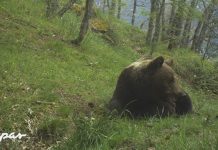 FAPAS denuncia «la cuenta atrás para matar osos en Asturias» oso tumbado sobre la hierba en bosque de Asturias