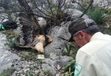 Condena al responsable de matar dos quebrantahuesos en Andalucía