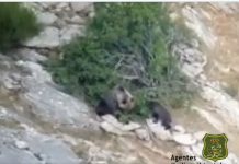 Buscan a la cría de la osa muerta por cazadores en Palencia