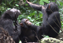 Los chimpancés que se aplican ungüento de mosquitos para curar heridas