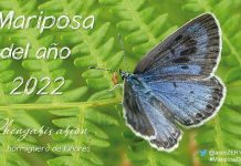 Phengaris arion (hormiguera de lunares) es la mariposa del año 2022 phengaris arion, mariposa hormiguera de lunares