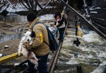 Héroes arriesgándose para rescatar animales en el caos de la guerra Miembros de la asociación UAnimals rescatan animales en Ucrania