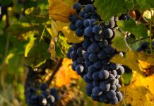 El sector vitivinícola también denuncia el nocivo impacto de las macrogranjas Racimo de uvas tinta en una cepa bajo el sol