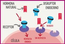 El glifosato afecta la fertilidad de animales y seres humanos Explicación de funcionamiento de disruptores endocrinos